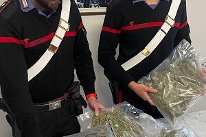 Coltivava una piantagione di marijuana davanti casa, arrestato dai carabinieri: sequestrati tre chili di droga