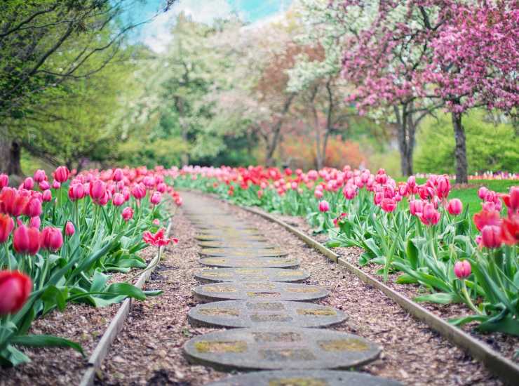 Tulipani in giardino