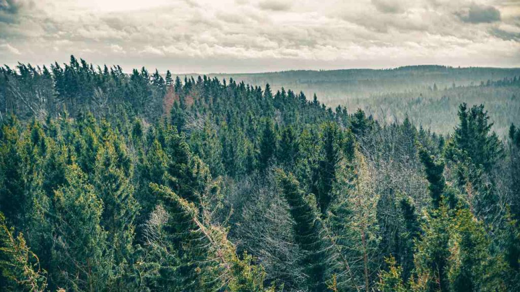 Bosco visto dall'alto